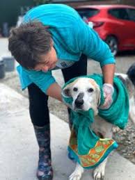 Kentucky river regional animal shelter is located at 194 animal shelter lane, hazard ky 41701. Almost Home Northern Ireland Animal Rescue Rehoming Charity