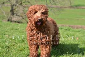 Chocolate labradoodle portrait photographed in studio on yellow background a portrait of a brown, chocolate labradoodle photographed in the studio against a yellow background. Australian Labradoodles Our Breeding Dogs At Dorsethillsdoodles