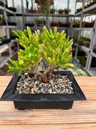 Image result for Crassula zombensis