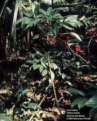 Image result for Ardisia staudtii