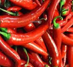 Perniagaan:membekal cili dan anak benih cili. Anim Agro Technology Isu Cili Tempatan Dan Cili Import