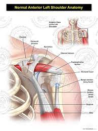 Human anatomy diagrams show internal organs, cells, systems, conditions, symptoms and sickness information. Normal Anterior Left Shoulder Anatomy Illustration Anatomical Justice