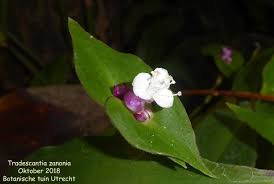 Image result for Tradescantia zanonia