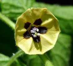 Image result for Physalis pubescens