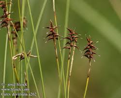 Davalls segge in anderen sprachen: Carex Davalliana Laiche Davall Carice Davall Lapi Sas Davalls Segge
