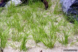 Image result for Faroa pusilla