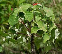 Image result for Jatropha botswanica