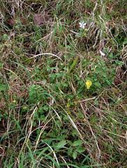 Image result for Hibiscus meyeri