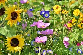 Safer to remove it, or to at least clear spaces around each plant until it is established and then move the mulch closer. Wild Flower Garden Ideas Plants Bulbs Seeds