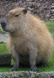 About Wild Animals Meet The Largest Rodent In The World Large Rodents Animals Wild Animals