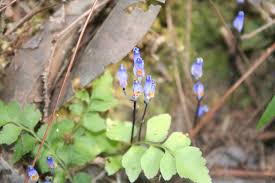 Image result for Burmannia madagascariensis