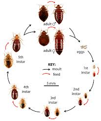 Then, a more direct way is misting it onto the bed. How To Get Rid Of Bed Bugs A Low Cost Diy Extermination Without Toxic Poisons Dengarden