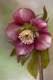 Commonly known as hellebores (/ˈhɛlɪbɔːrz/), the eurasian genus helleborus consists of approximately 20 species of herbaceous or evergreen perennial flowering plants in the buttercup family. Hellebore Beautiful Flowers Pretty Flowers Amazing Flowers