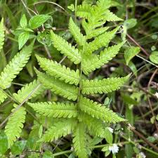 Image result for Christella dentata