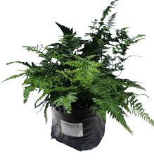 Image result for Microlepia speluncae