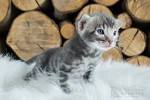 Blue bengal kittens for sale - May 2020 - NewsNow
