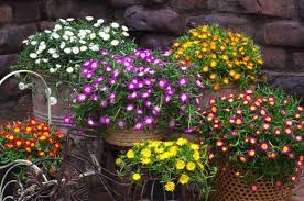 10 piante da balcone sempreverdi. Piante Grasse Con Fiori Le Piu Belle E Facili Da Coltivare