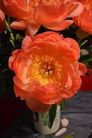 The showy part of the flower consists of sepals, not petals. Hd Wallpaper Anemone Flower Geometry Nature Flashy Colors Flowering Plant Wallpaper Flare