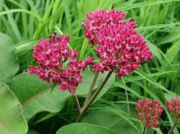 Michaud Milkweed Purple Milkweed Asclepias Purpurascens Flickr On Native Butterfly Garden Plants Variegated Plants Native Plant Gardening