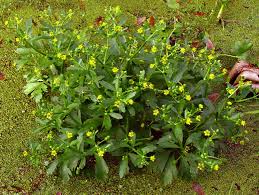 Image result for Ranunculus sceleratus