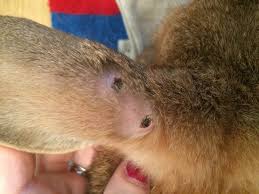 Image result for scabies rabbits ears