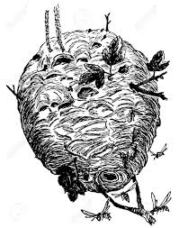 Check spelling or type a new query. How To Draw A Realistic Beehive Novocom Top