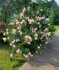 Image result for Hibiscus syriacus ´Pink Chiffon