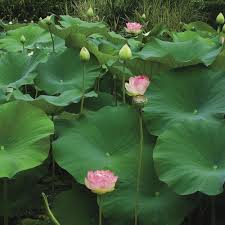 We did not find results for: Top 10 Large Leaved Perennials Finegardening
