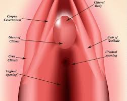 Read more girls virginia body part actually showing : Clitoris Stock Photos And Images 123rf