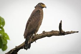 Sketsa gambar burung yang mudah digambar lengkap dengan gambar berwarnanya. Perilaku Burung Elang Dengan Berbagai Aktivitasnya Halaman 1 Kompasiana Com