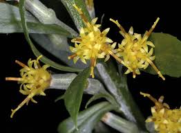 Image result for Fuirena stricta
