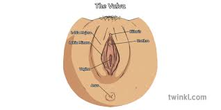Female private part diagram : The Vulva Diagram Female Genitals Vagina Life Puberty Phse And Citizenship