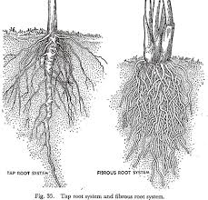 Tap Root System And Fibrous Root System Root Diagram Root System Root