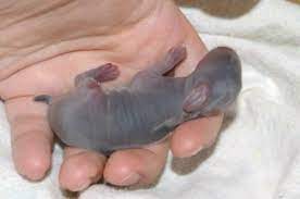 Saving Baby Rabbits Found Cold Show Rabbits Rabbit Care Bunny Care
