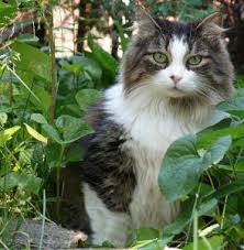 Covering any areas that you don't want cats pooping in with this wire is an effective way of keeping them away. How To Stop Cats Pooping In Your Garden The Scaredy Cat
