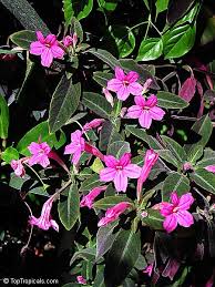 Image result for Ruellia makoyana