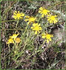 This lovely prairie sunflower planted itself in my back yard nectar garden. Prairie Wildflowers Yellow