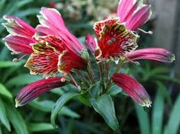 Image result for Alstroemeria pulchella