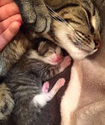 20 Photos Of Mama Cat And Her Kittens That Will Warm Even The Coldest Deadest Heart 11 Cats Mama Cat Kittens