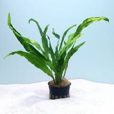 Image result for Microsorum