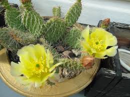 Artificial cactus in modern interior concrete pot. What Are Your Favorite Pots For Your Cacti Cactiguide Com