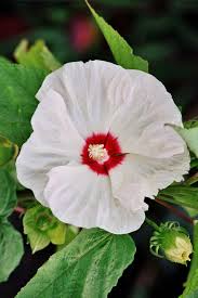 Image result for Hibiscus noldeae