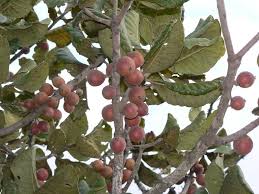 Image result for Uapaca