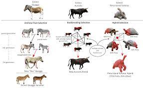 De Extinction Or Resurrection Biology Or Species Revivalism Is The Process Of Creating An Organism Which Is Either De Extinction Keystone Species Extinction
