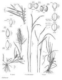 Image result for Paspalum scrobiculatum