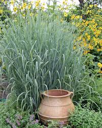 Image result for Panicum gilvum
