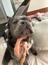 Yass Lost and Found Pets