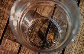 how to get rid of wasps in the house and keep them from getting back in nid de guepes guepe piqure de guepe