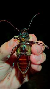 Image result for Buchnera keilii