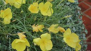 More than 970 species of native texas plants grow in gardens and recreated natural habitats. 13 Best Native Plants For Your Austin Garden Lawn Care Blog Lawn Love